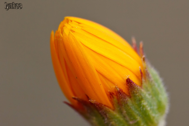 Le ultime arrivate tra le piante gi fiorite